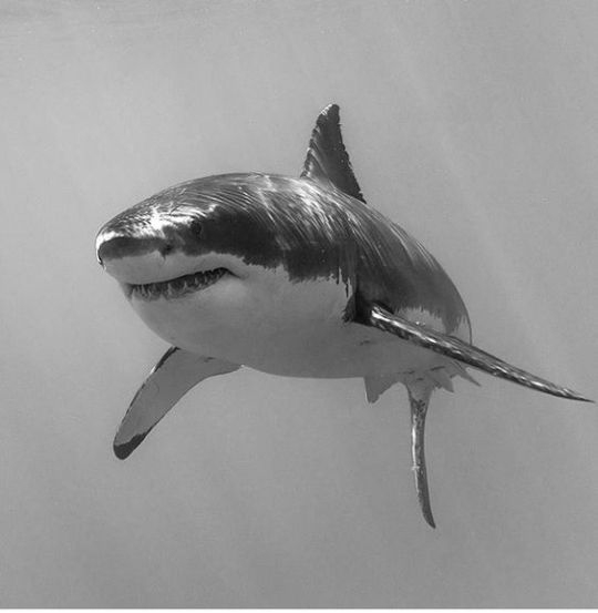 Dessin De Requin Blanc - Dessin Facile Pour Les Enfants destiné Dessin Requin Blanc 