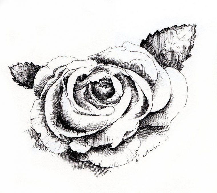 Dessin De Rose serapportantà Dessins De Roses