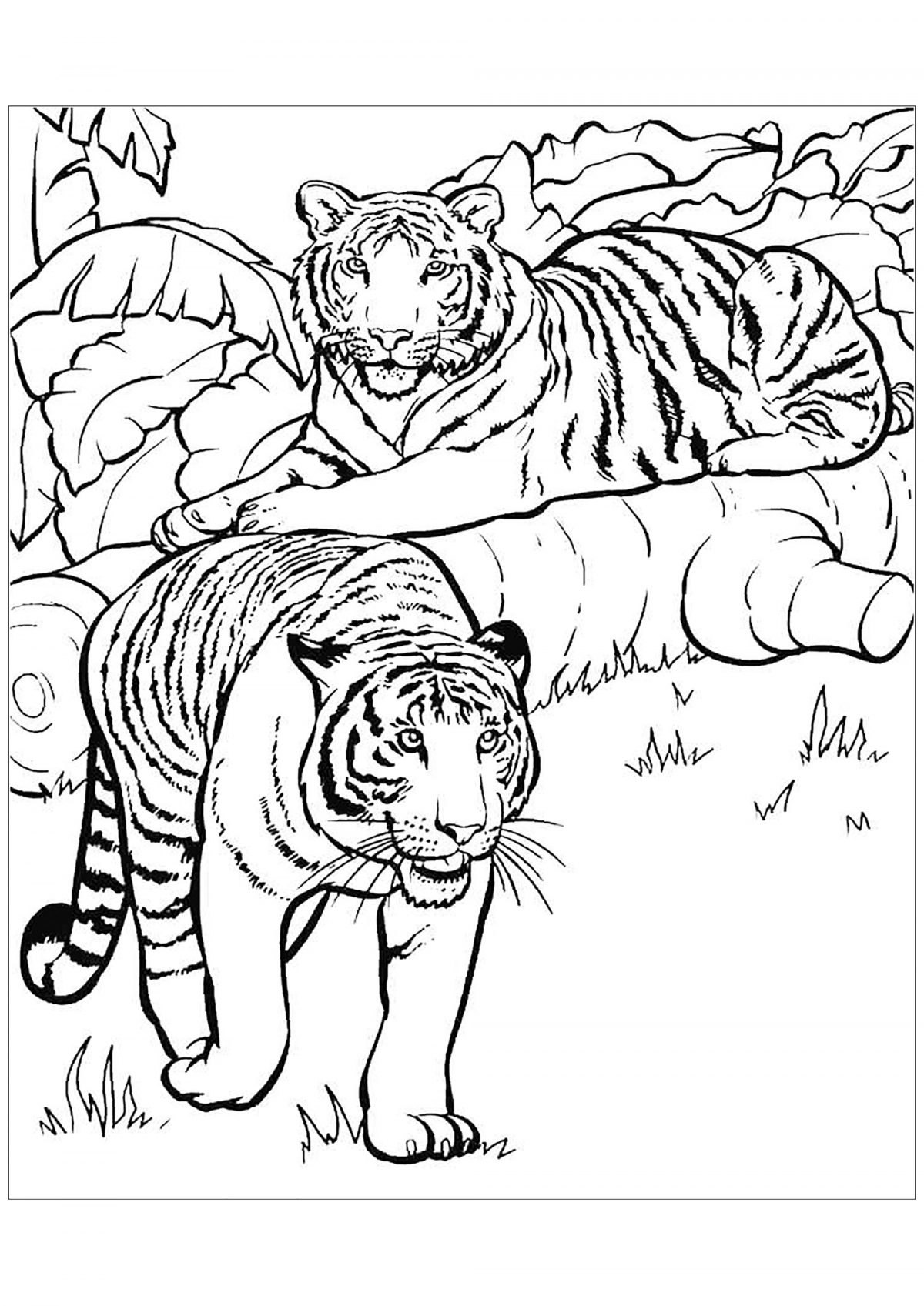 Dessin De Tigre Gratuit À Télécharger Et Colorier - Coloriage De Tigres tout Telecharger Dessin A Colorier Gratuit