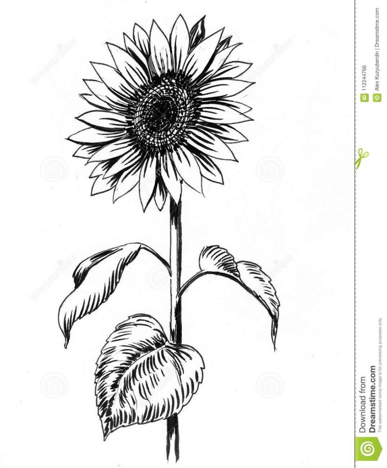 Dessin De Tournesol Illustration Stock. Illustration Du Illustration destiné Dessin Tournesol