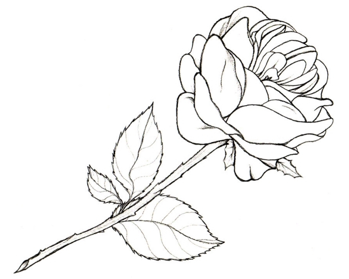 Dessin Facile Fleur Rose - Dessin Facile destiné Fleur A Dessiner Facile