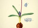 Dessin Fleur Hyacinthus Azureum (Azureus) - Jacinthe Ou Muscari dedans Dessin Jacinthe
