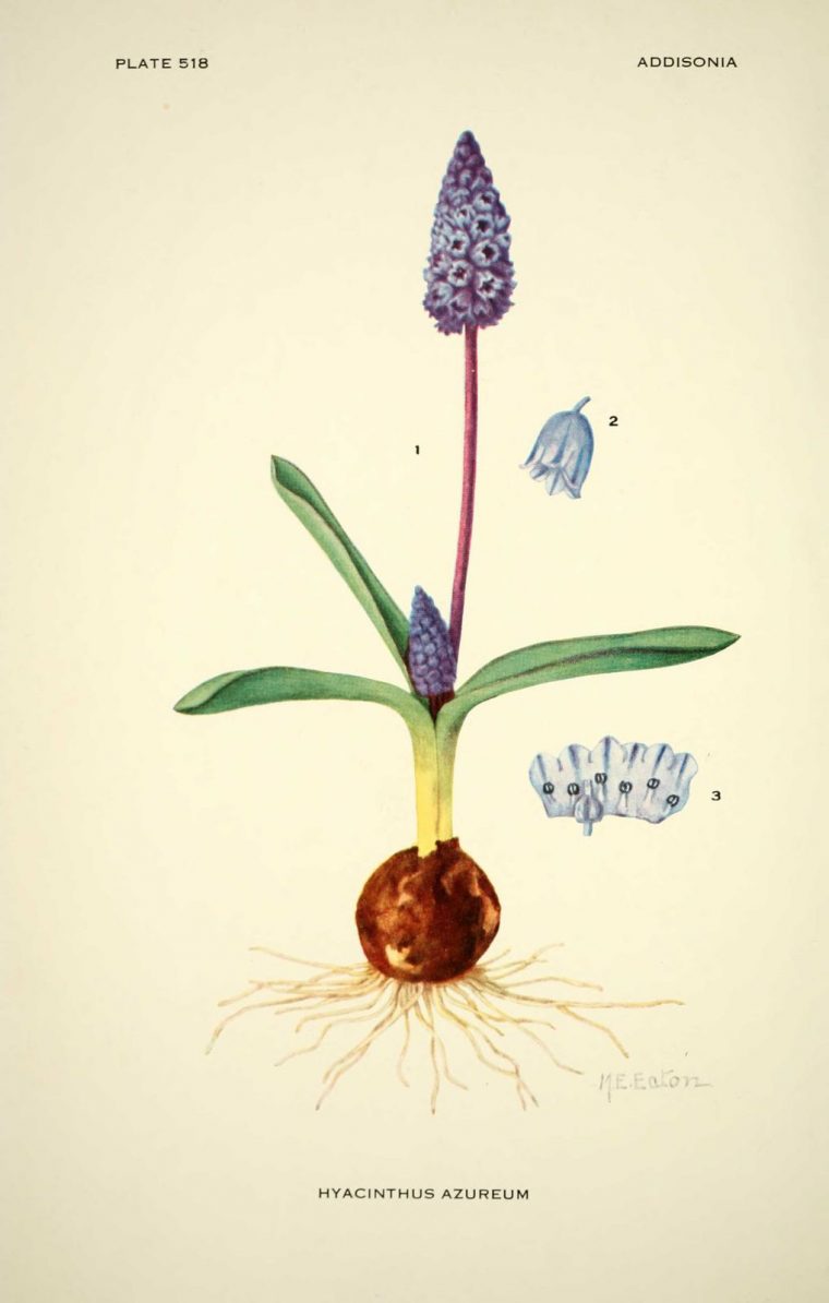 Dessin Fleur Hyacinthus Azureum (Azureus) – Jacinthe Ou Muscari dedans Dessin Jacinthe