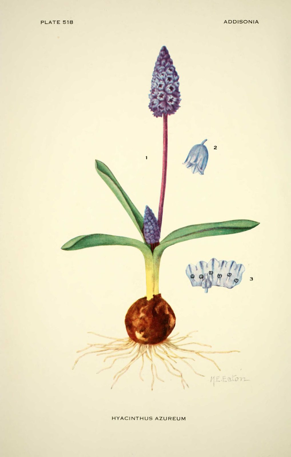 Dessin Fleur Hyacinthus Azureum (Azureus) - Jacinthe Ou Muscari dedans Dessin Jacinthe 