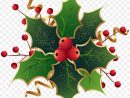 Dessin Houx Noel  Houx De Noël - La Salamandre intérieur Dessin De Houx