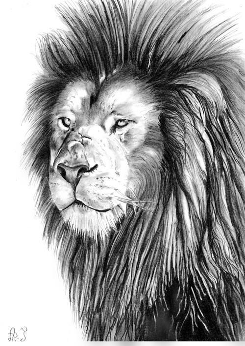 Dessin Nez Facile - Dernier B tout Dessiner Un Lion Facilement 