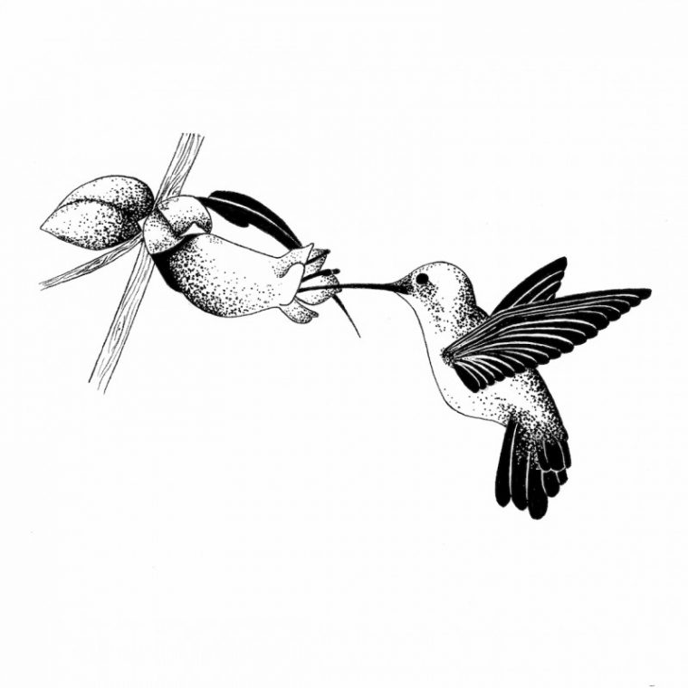 Dessin Noir Et Blanc Colibri intérieur Dessin En Noir Et Blanc A Imprimer