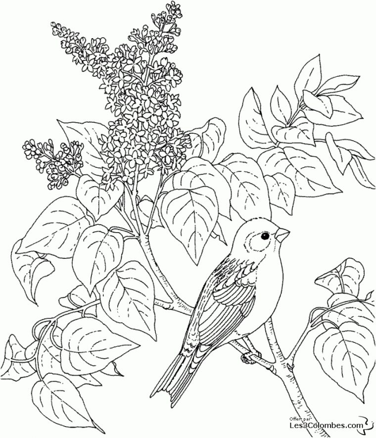 Dessin Oiseau Facile intérieur Dessin A Imprimer Oiseau