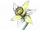 Dessin Une Jonquille  Drawing : A Daffodil (Narcissus Jonquilla) à Dessin Jonquille Fleur