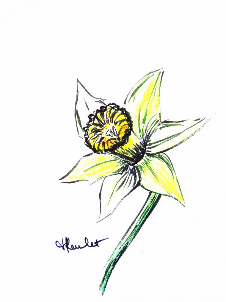 Dessin Une Jonquille  Drawing : A Daffodil (Narcissus Jonquilla) à Dessin Jonquille Fleur