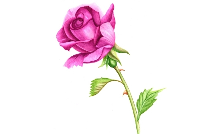 Dessins De Fleurs En Couleurs Gratuit concernant Une Rose En Dessin