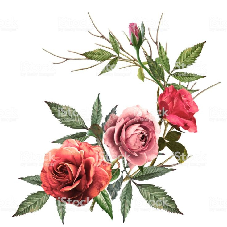 Dessins De Roses En Couleur - Recherche Google In 2020 concernant Une Rose En Dessin