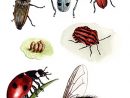 Dessins En Couleurs À Imprimer : Insectes, Numéro : 73924 à Dessin D Insectes