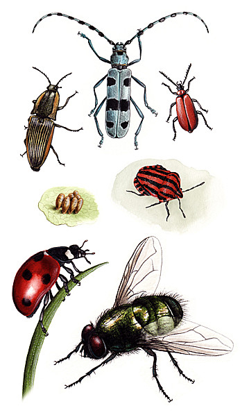Dessins En Couleurs À Imprimer : Insectes, Numéro : 73924 à Dessin D Insectes