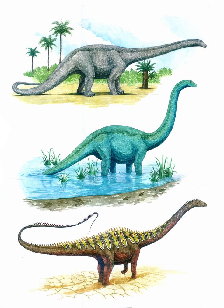 Diplodocus Through The Years By T-Pekc On Deviantart  Diplodocus encequiconcerne How To Draw A Diplodocus
