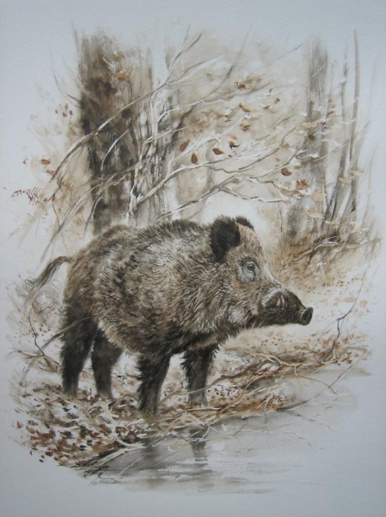 Dominique Pizon  Dessin Chasse, Dessin Sanglier, Peinture D'Animal destiné Dessin Sanglier