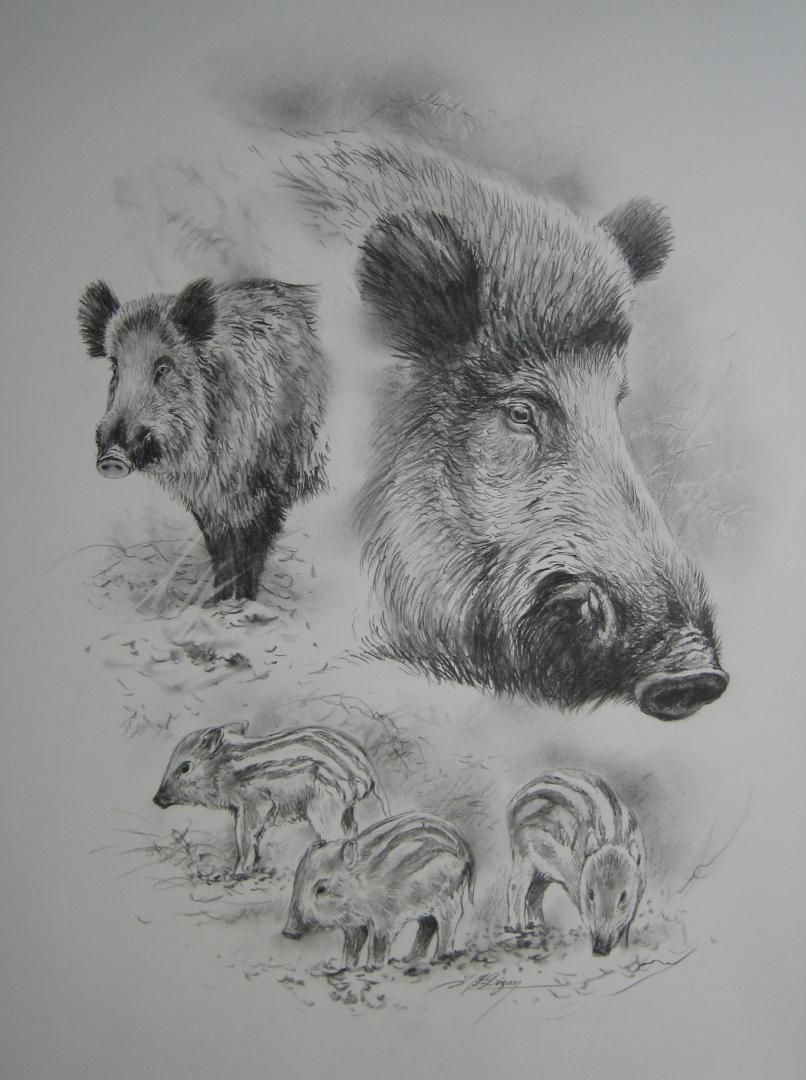 Dominique Pizon  Dessin Chasse, Dessin Sanglier, Peintures Animalières intérieur Dessin De Chasse