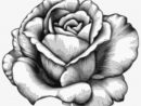 Drawing Flower Watercolor Black White - Rose Fleur Dessin Realiste intérieur Fleur Rose Dessin