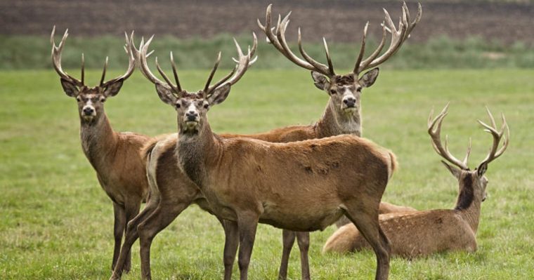 Écouter Le Brame En Forêt D'Orient [Grand-Est, Aube] – Le Brame Du Cerf pour Cri Du Sanglier Écouter