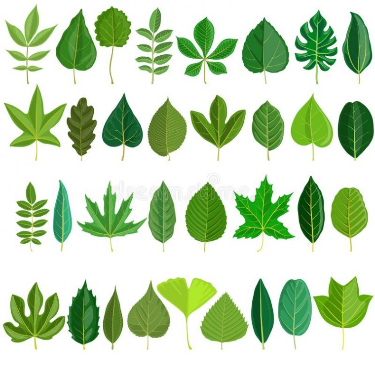 Ensemble De Vecteur De Feuilles D'Arbre Illustration De Vecteur pour Feuille Arbre Dessin