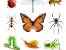 Ensemble Réaliste D'Insectes Illustration De Vecteur - Illustration Du concernant Dessin D Insectes