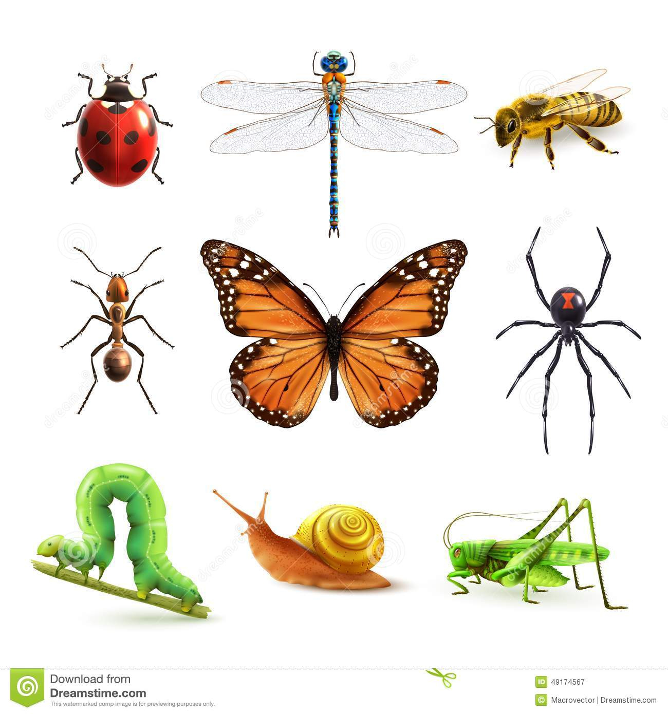 Ensemble Réaliste D'Insectes Illustration De Vecteur - Illustration Du concernant Dessin D Insectes