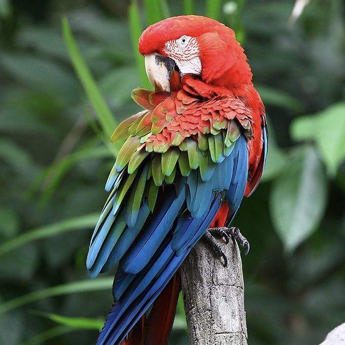Épinglé Par Guillaume Sur Passion-Perroquets (Instagram)  Oiseaux avec Photos Oiseaux Gratuites