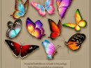 Épinglé Par Jocelyne Boulay Sur Papillon (Avec Images)  Comment avec Dessin Papillon