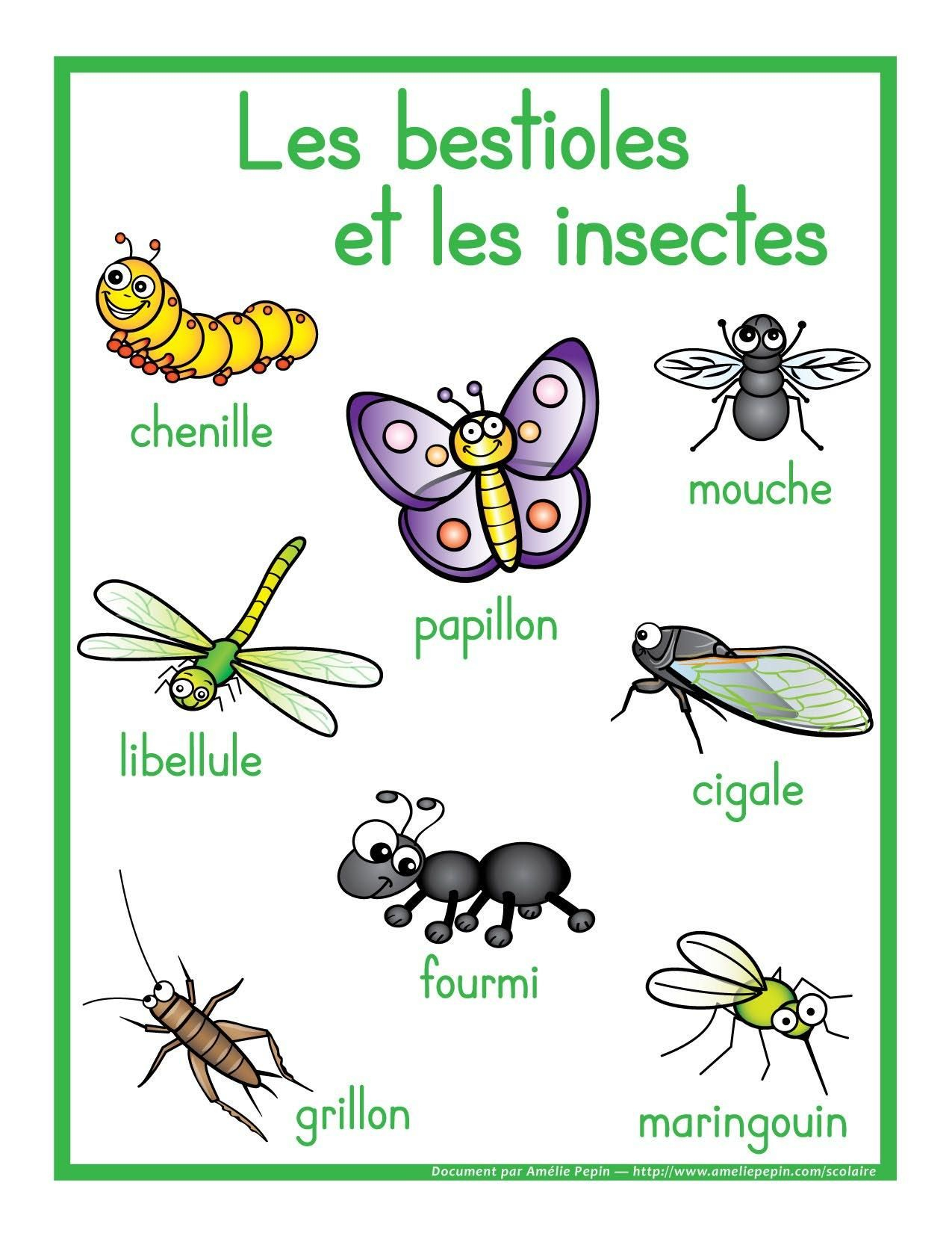 Épinglé Par Maria Jose Reina Fernandez Sur Insectes  Insectes pour Comptine Mille Pattes