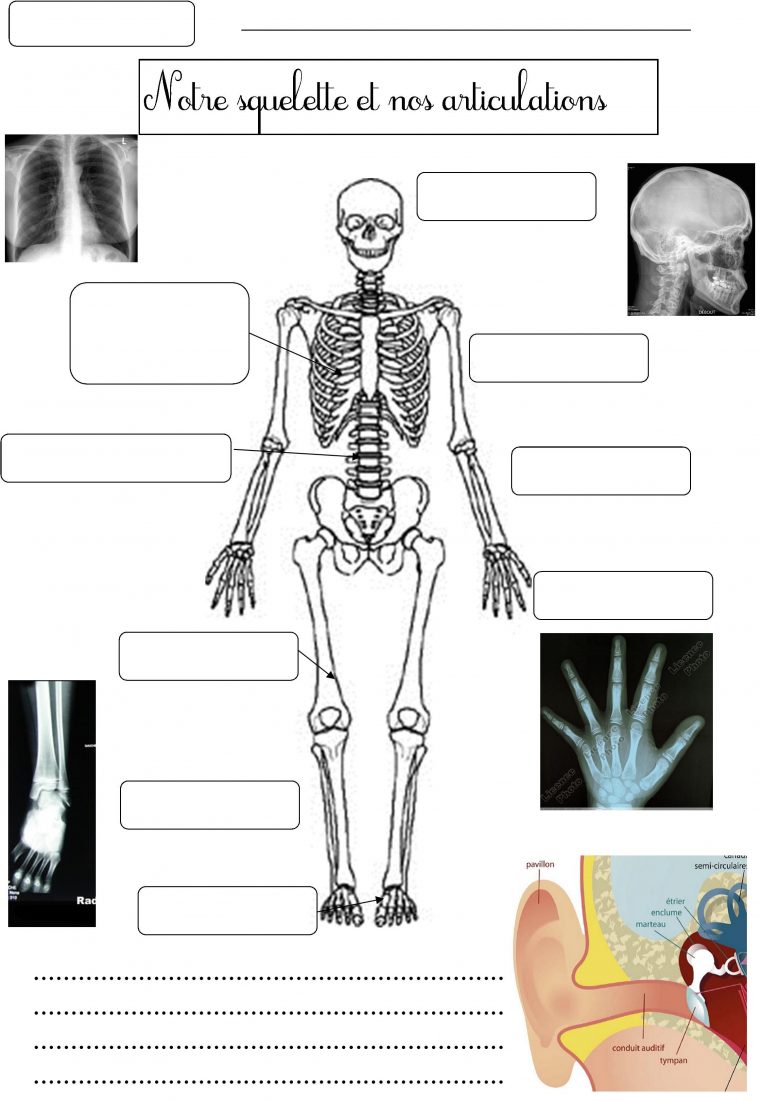 Épinglé Sur Éducation encequiconcerne Image De Squelette Humain A Imprimer