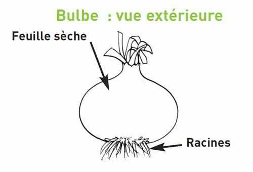 Épinglé Sur Jardiner À L&amp;#039;École tout Dessin Jacinthe 