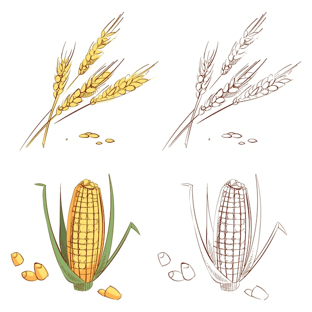Épis De Blé Et De Maïs Isolés Dessinés À La Main  Vecteur Premium dedans Dessin Épi De Blé 
