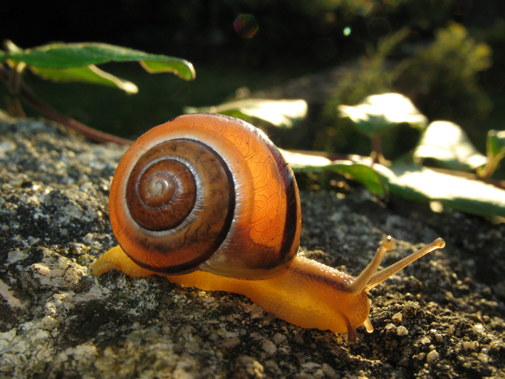 Escargot Des Haies intérieur Images D Escargots 