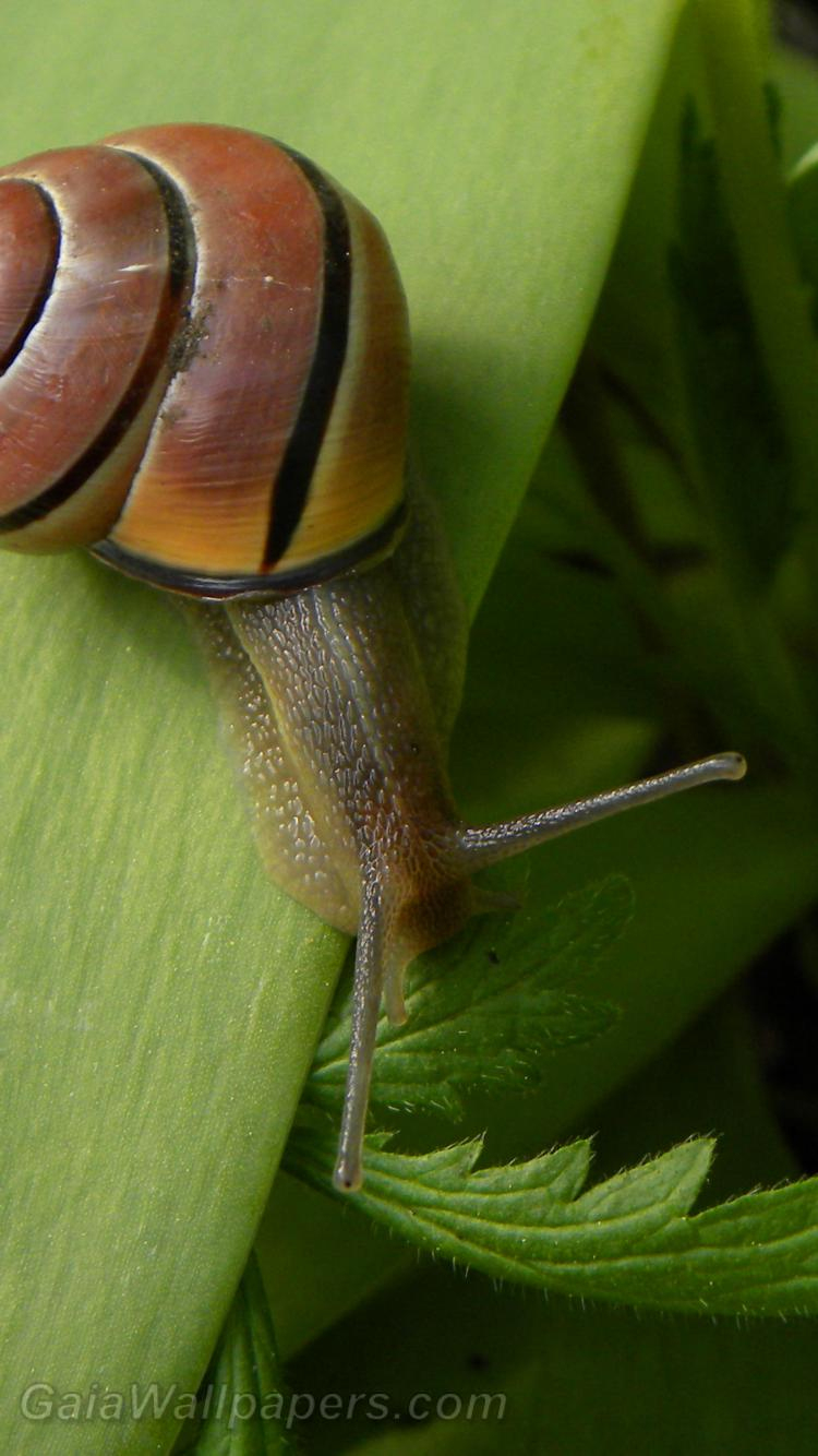 Escargot Fonds D&amp;#039;Écran 750X1334 - Fonds D&amp;#039;Écran Gratuits (201101141) avec Images D Escargots 