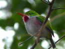 Faaxaal - Photos Nature Gratuites Et Libres De Droits: Oiseaux De Cuba pour Photos Oiseaux Gratuites