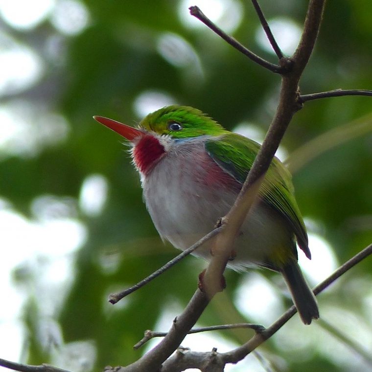 Faaxaal – Photos Nature Gratuites Et Libres De Droits: Oiseaux De Cuba pour Photos Oiseaux Gratuites