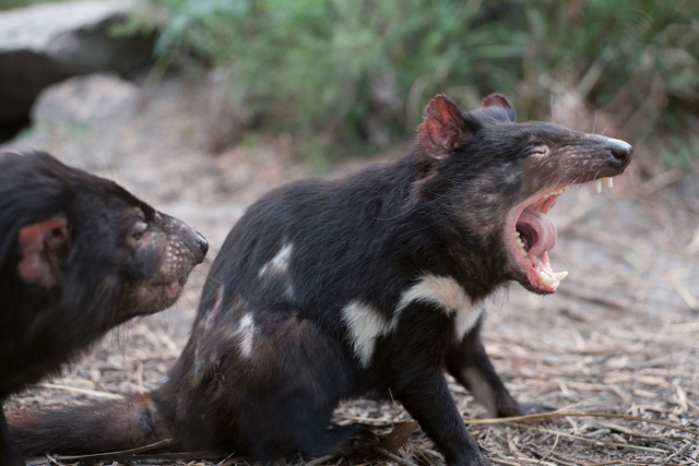Face À Face Avec Le (Pas Si Diabolique) Diable De Tasmanie concernant Le Crie Du Kangourou 