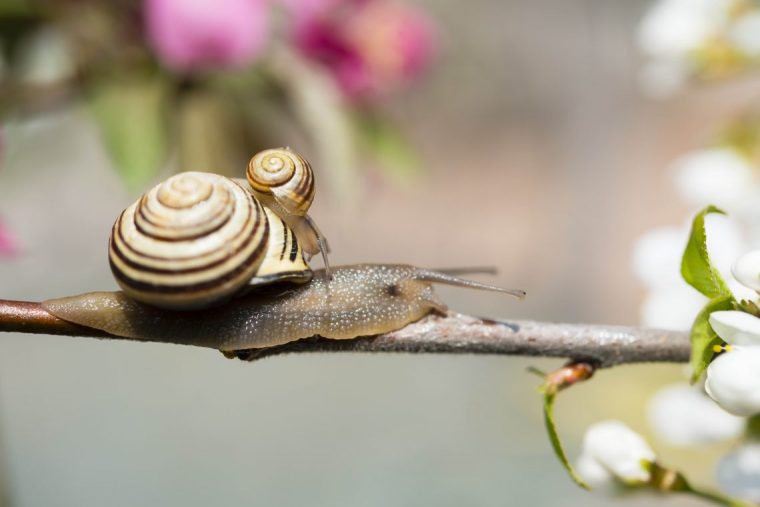 Faq "Bave D'Escargot" : Les 6 Questions Les Plus Posées Par Nos Clients tout Images D Escargots