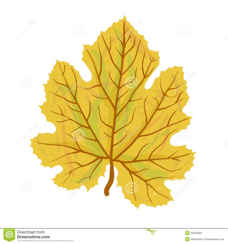 Feuille D'Automne D'Arbre, Illustration De Vecteur Illustration De tout Dessin D Une Feuille D Arbre