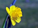 Fleur Jaune Ou Orange : Jonquille  Narcisse tout Fleur Jonquille Photo