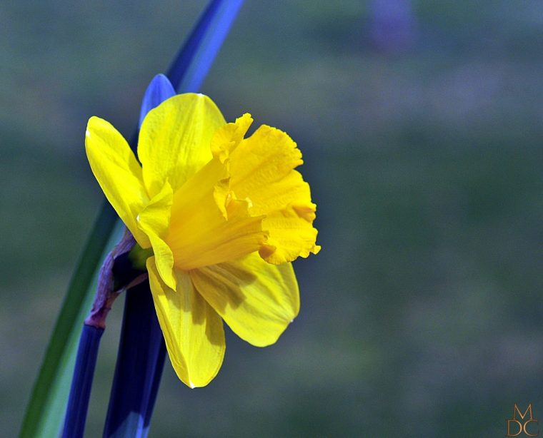 Fleur Jaune Ou Orange : Jonquille  Narcisse tout Fleur Jonquille Photo