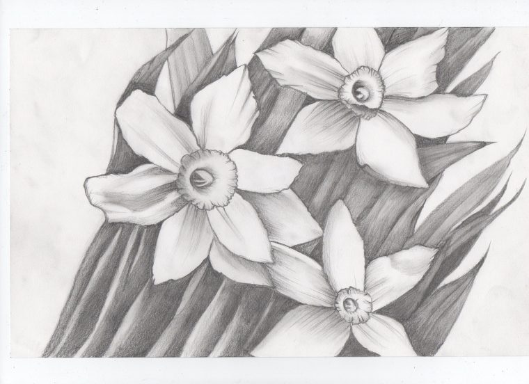 Fleur Jonquille  Art Dessin, Dessin, Art encequiconcerne Dessin Jonquille