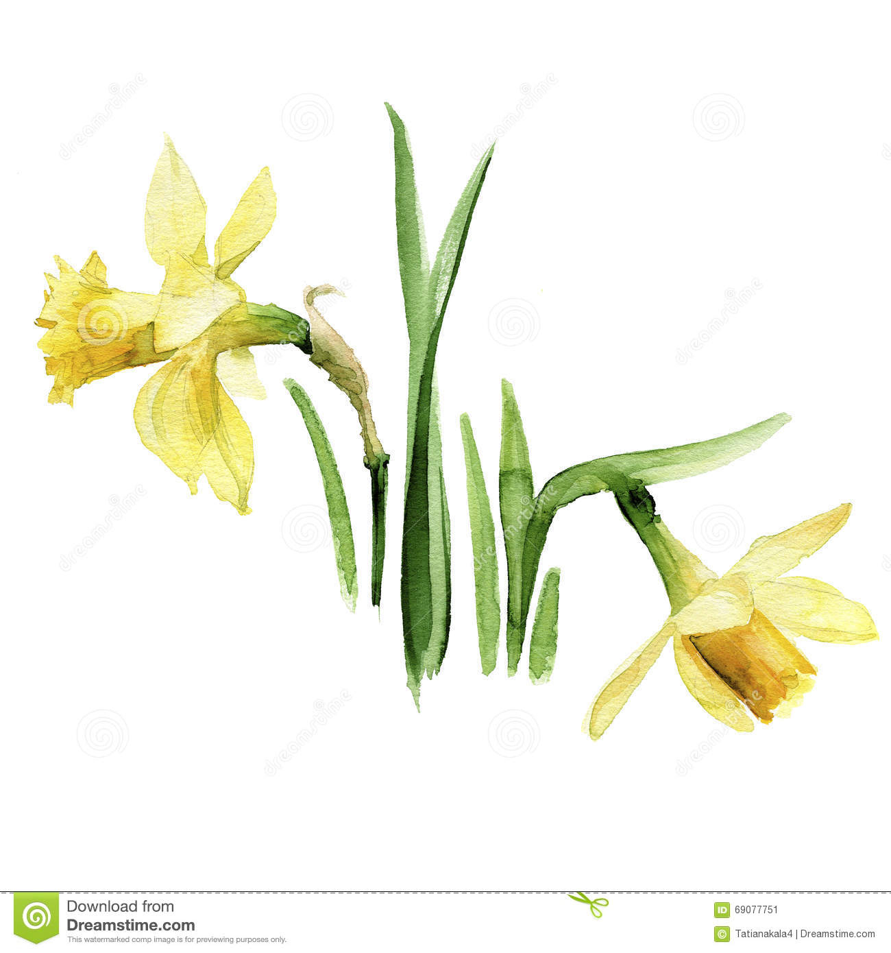 Fleurs De Jonquille Dans L'Aquarelle Illustration Stock - Illustration pour Dessin Jonquille Fleur
