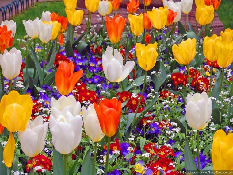 Fleurs Tulipes à Fleur De Tulipe