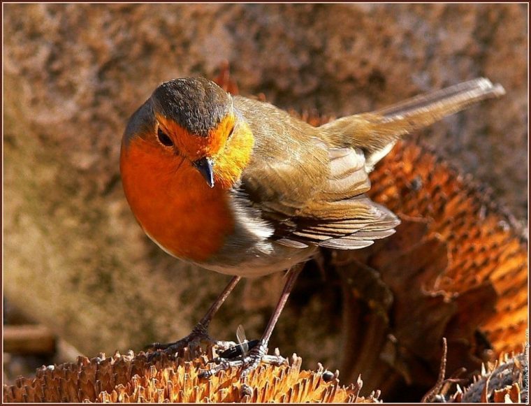 Fond D Ecran Oiseaux tout Photos Oiseaux Gratuites