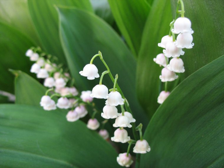 Fonds D'Ecran Muguet De Mai Fleurs Télécharger Photo intérieur Fleur De Muguet