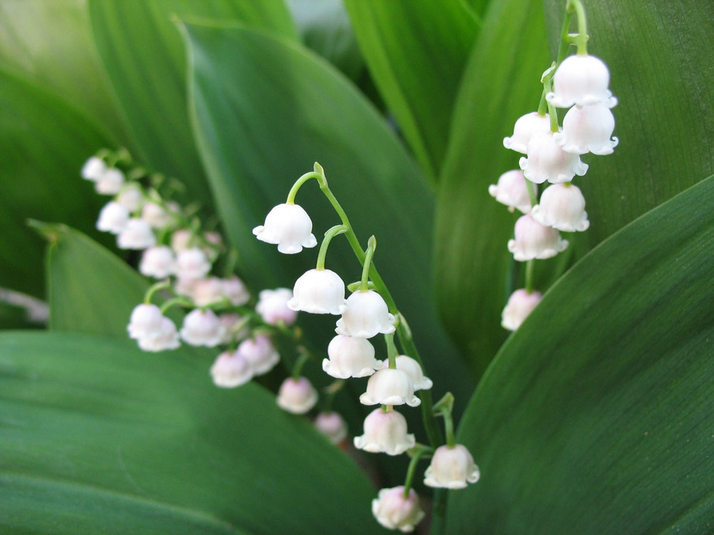 Fonds D&amp;#039;Ecran Muguet De Mai Fleurs Télécharger Photo intérieur Fleur De Muguet 