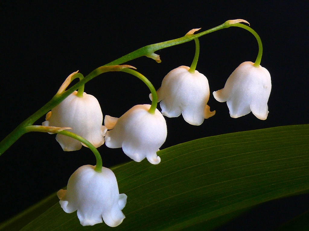 Fonds D'Ecran Muguet De Mai Fleurs Télécharger Photo intérieur Fleur De Muguet