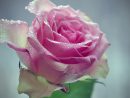 Fonds D'Ecran Roses Rose Couleur Goutte Fleurs Télécharger Photo intérieur Fleur Rose Videos