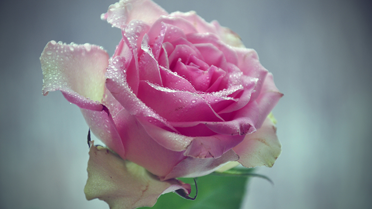 Fonds D&amp;#039;Ecran Roses Rose Couleur Goutte Fleurs Télécharger Photo intérieur Fleur Rose Videos 